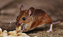24 Hour & Emergency Exterminators in Ll Bean Co, ME
